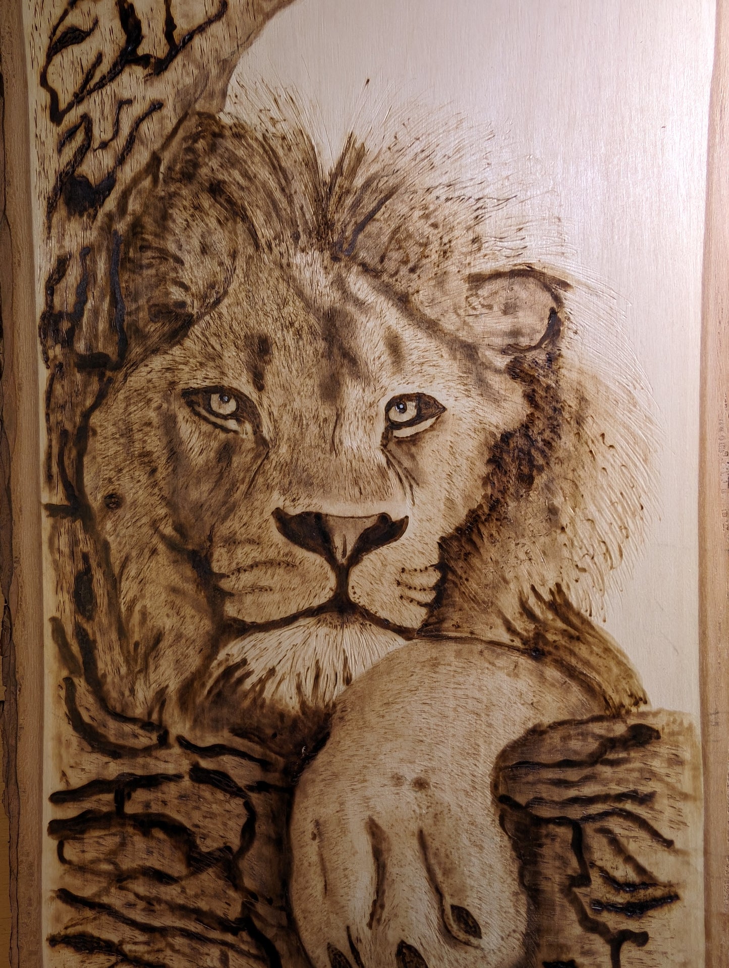 Lazy lion