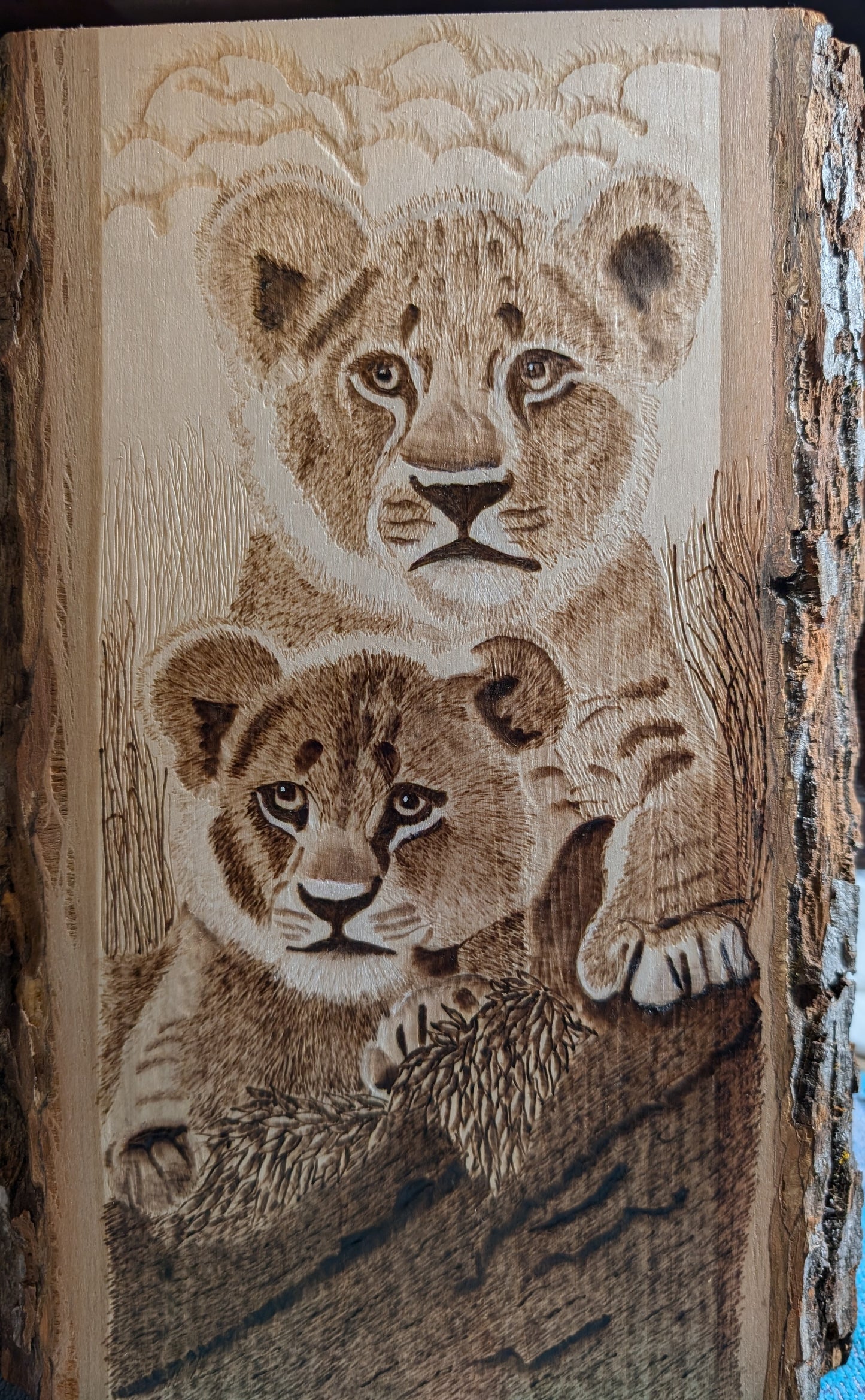 Baby tigers