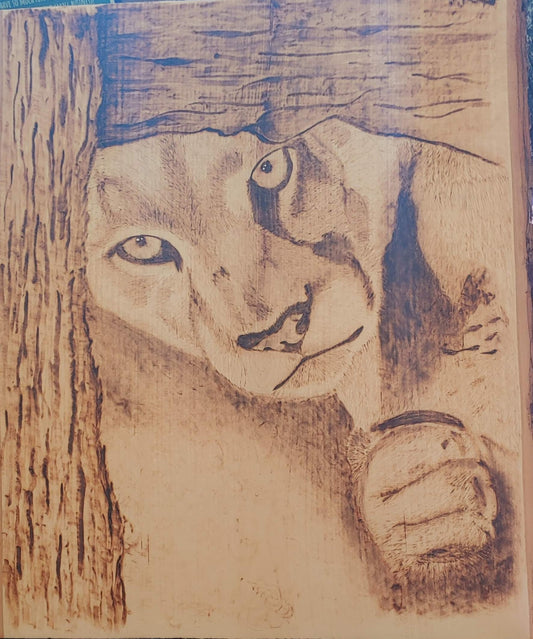 Peaking lioness